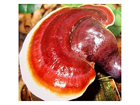 Reishi