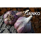 Sadbový česnek JANKO 16 ks - paličák